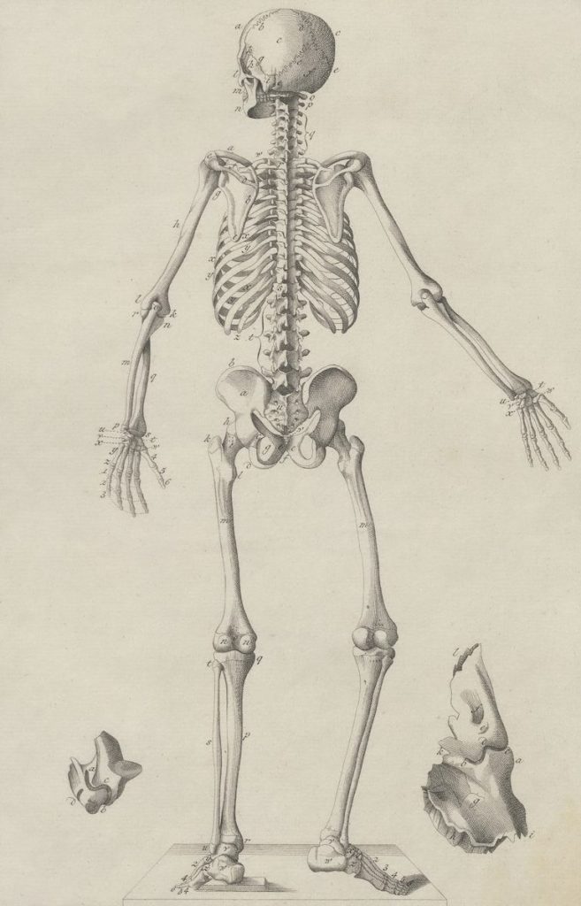 a drawing of a human skeleton standing on a platform