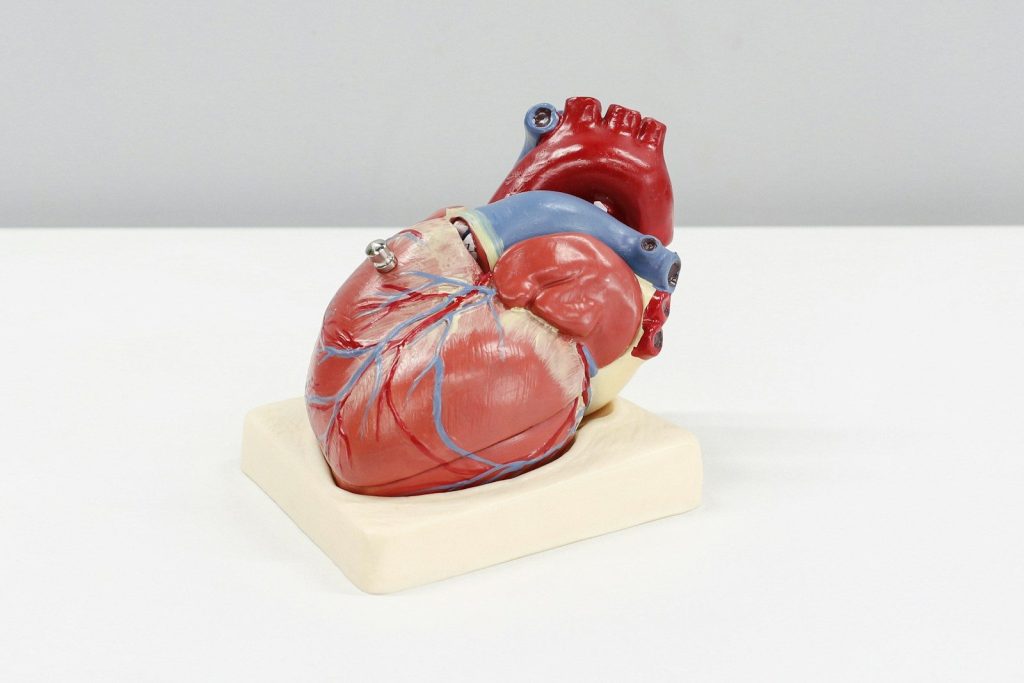 Cardiologie - a model of a human heart on a white surface
