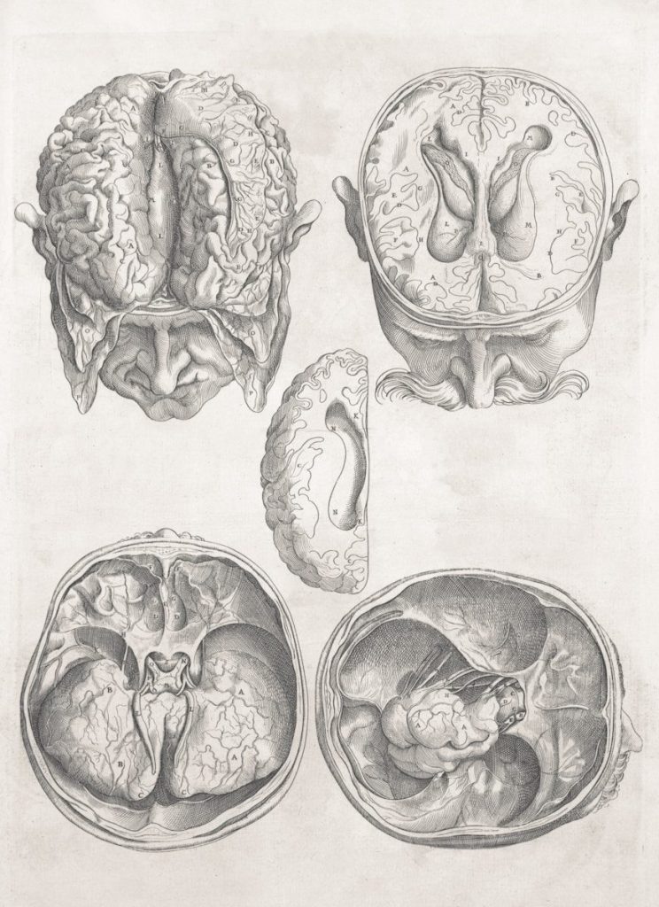 Neurochirurgie - Detailed anatomical drawings of the human brain